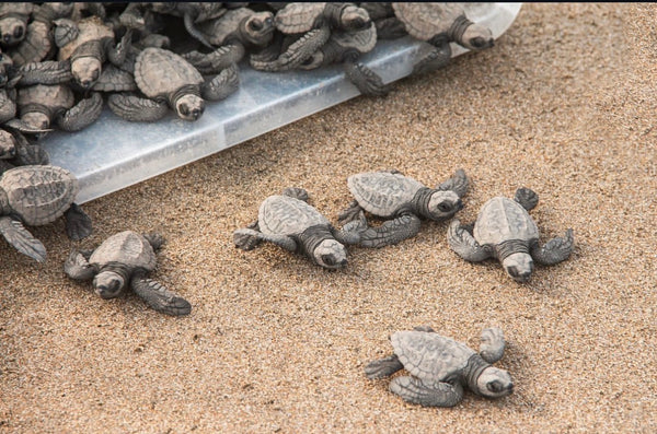 CRUSH THE BLUES WITH SANOE LAKE - LA SALADITA, MEXICO WOMAN'S WELLNESS & SURF RETREAT